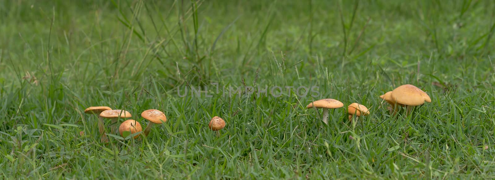 Live mushrooms growing in green grass panorama view 