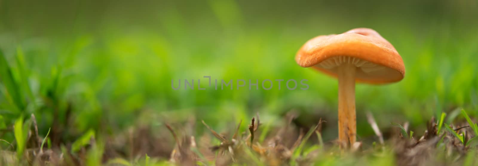 Orange mushroom landscape panorama with green grass