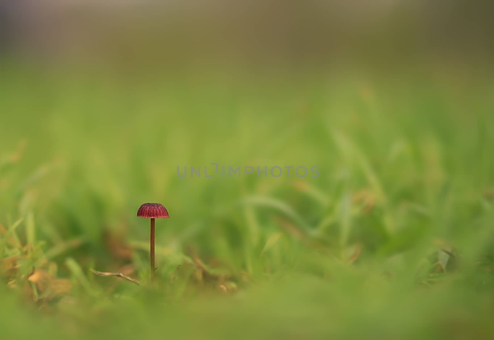 A single solitary mushroom in the field, an example of minimalism in photography