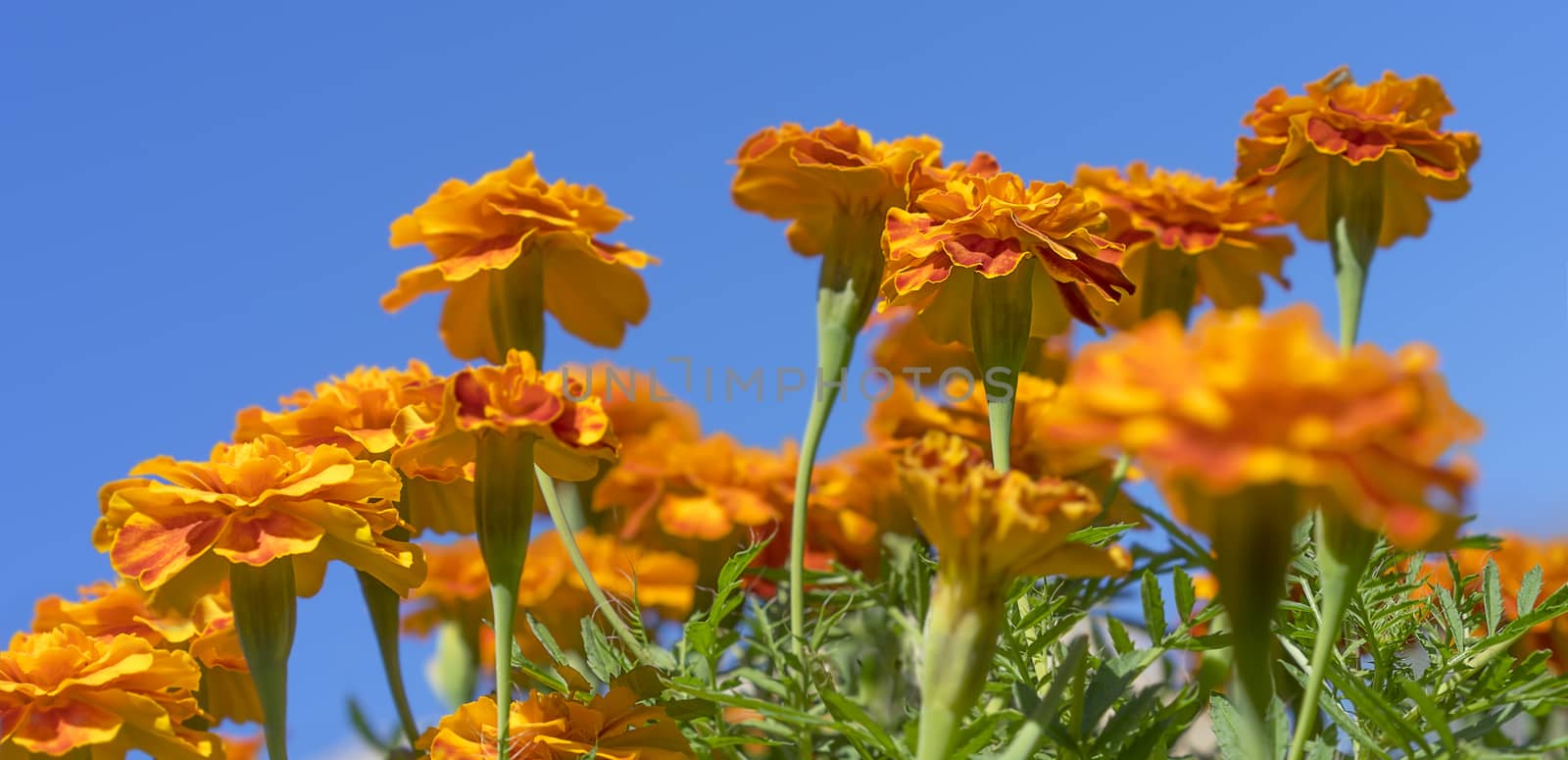Bright golden colorful French marigolds with green foliage against blue sky Autumn panorama