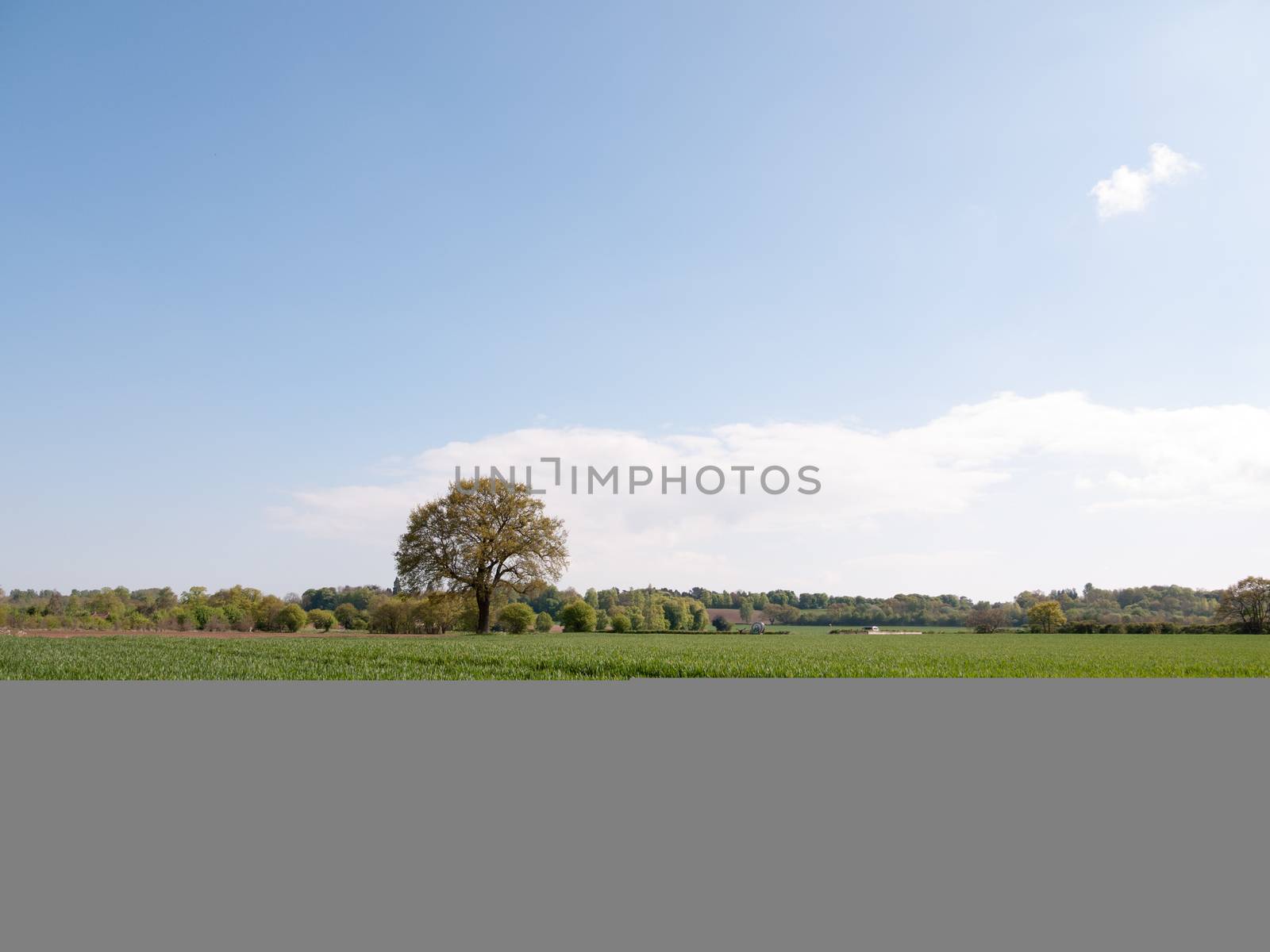 an open field of green grass and grain and agriculture with a tree in the distance and a blue sky