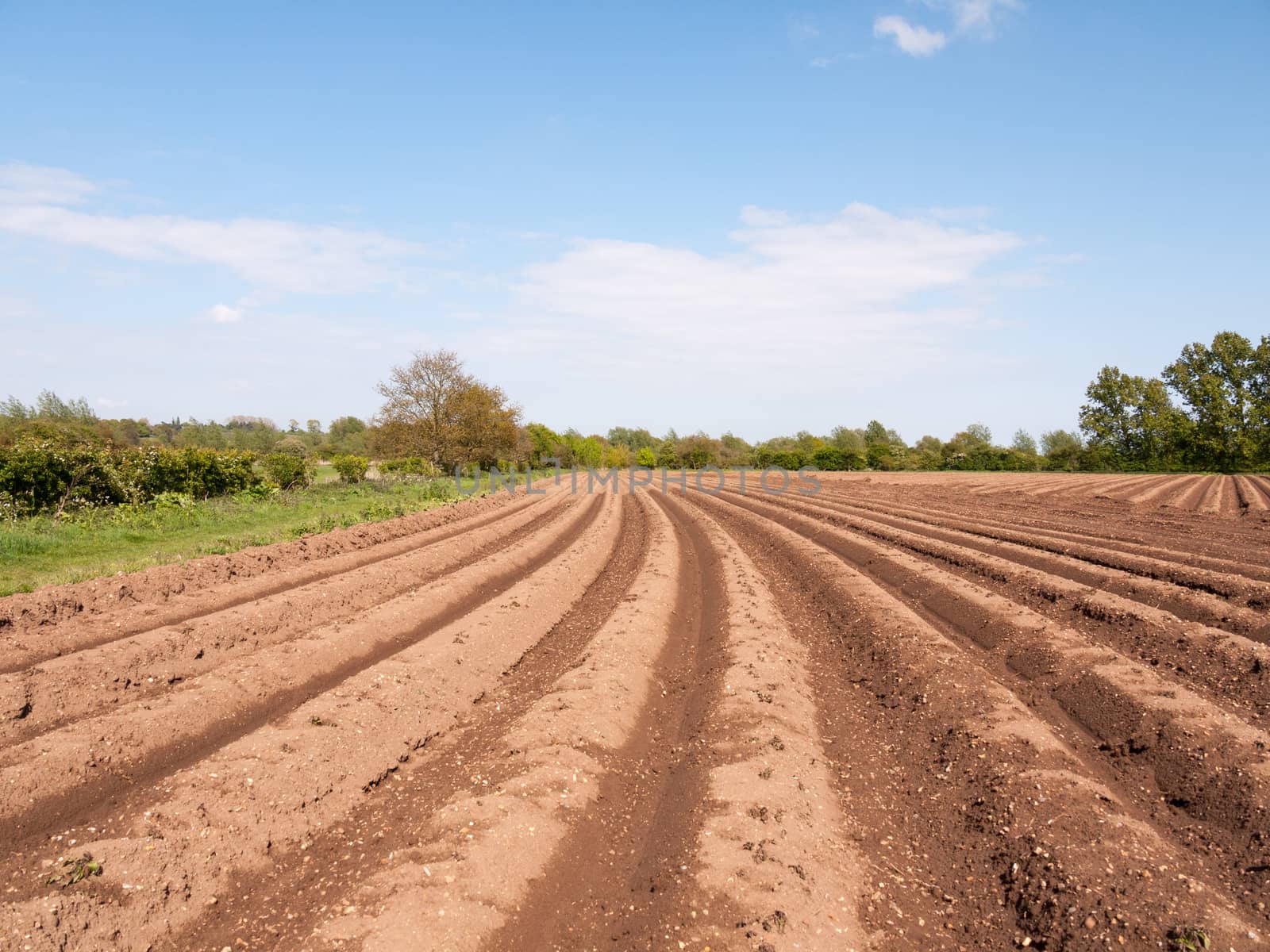 farmland with tractor tracks in the soil mud field wet and waiting to be planted in