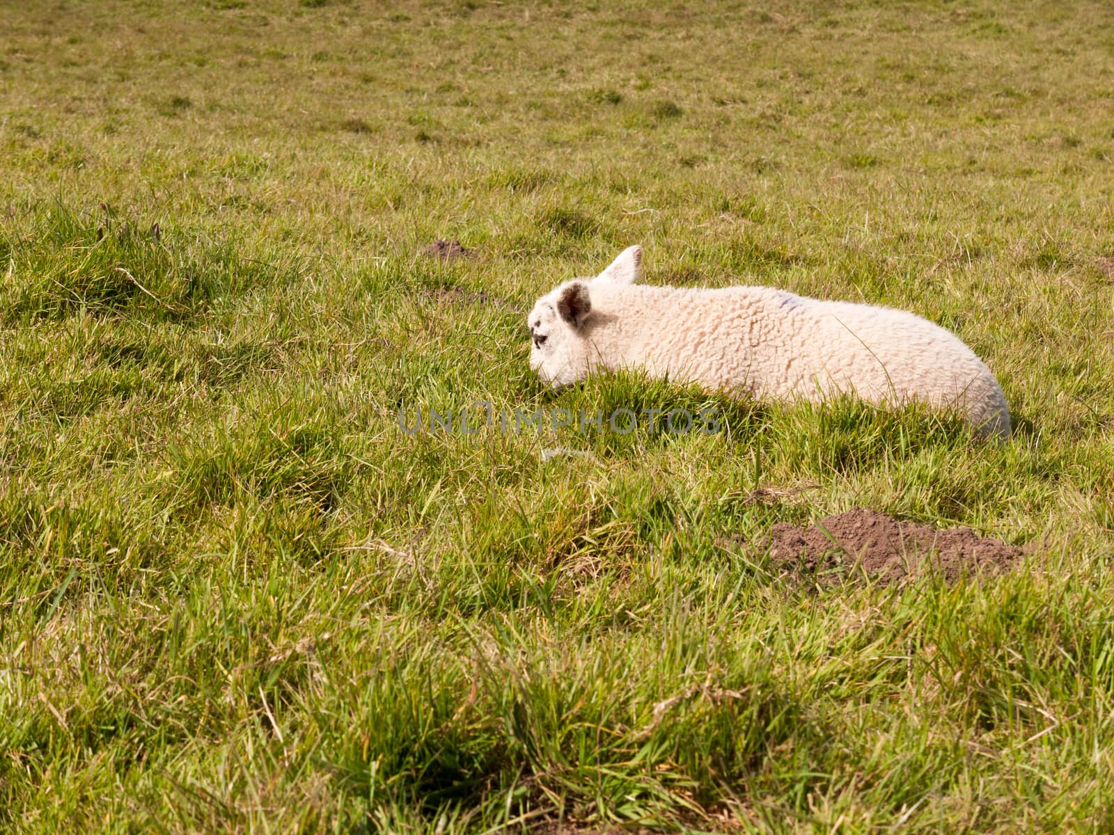 a resting head down little lamb sheep in the spring on a field on its own