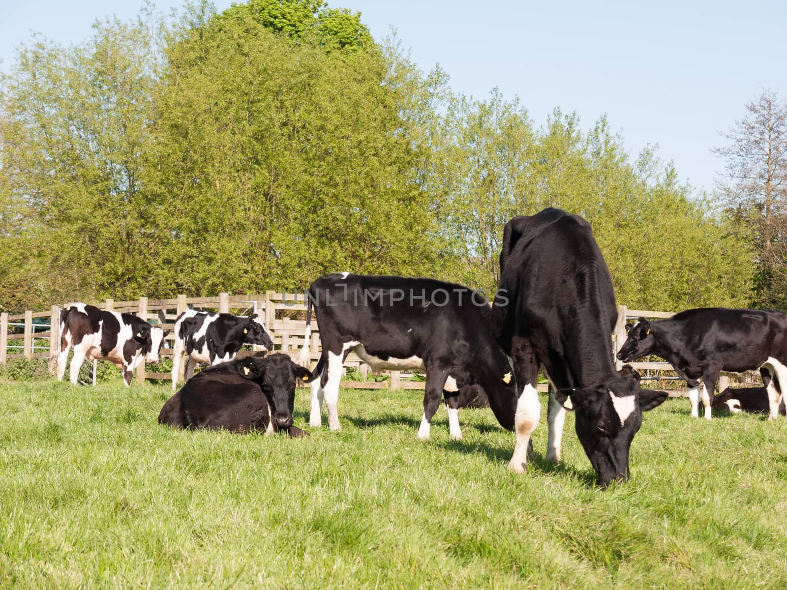 female cows milk waiting to be milked eating and chewing the grass grazing outside in a sunny spring field