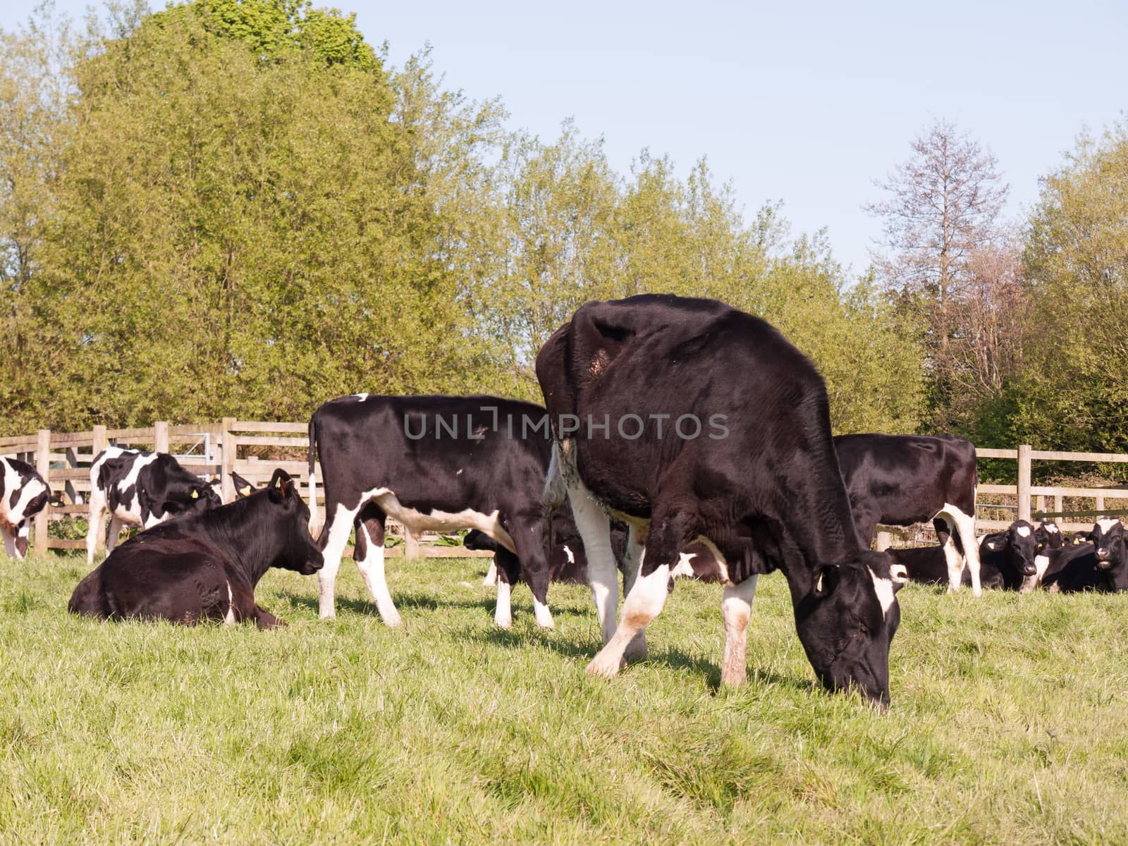 cows outside close up black and white resting in field in spring by callumrc