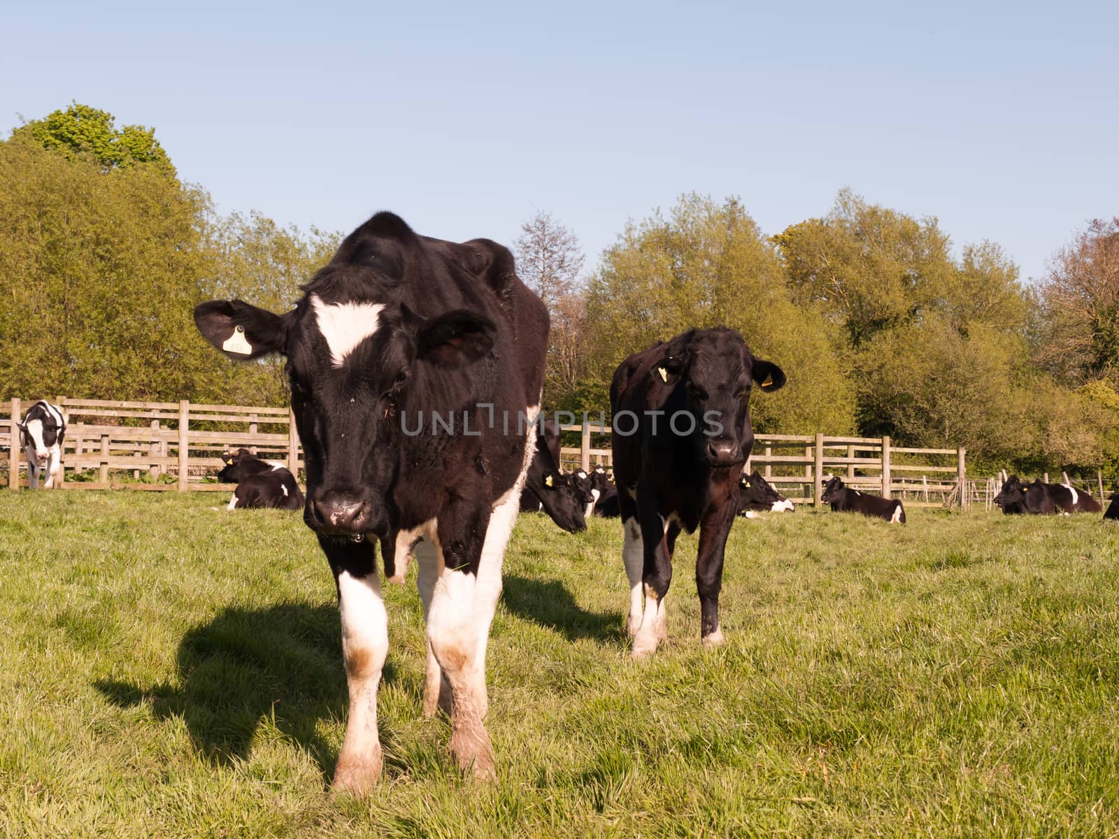 two cows close up looking at the camera investigating and curious black and white cute with clear eyes and detail