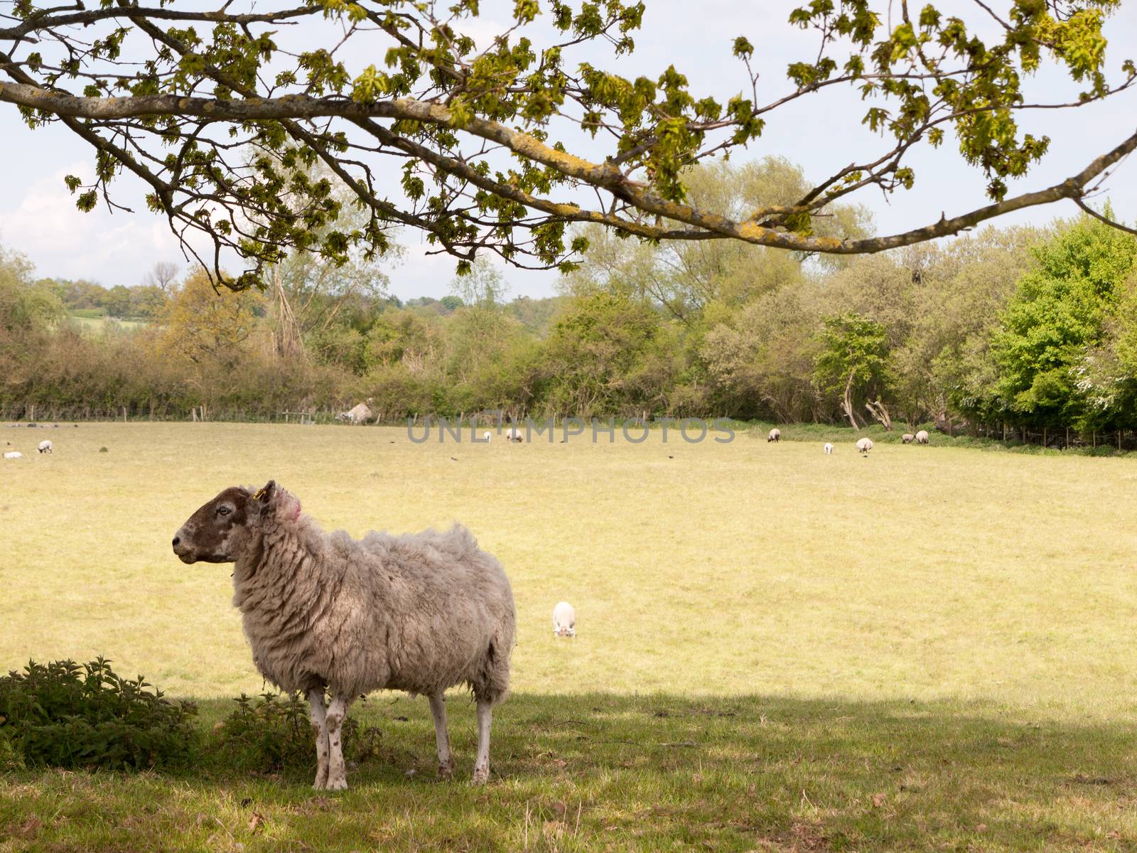 a sheep looking sideways on whilst under a tree in the shade of light