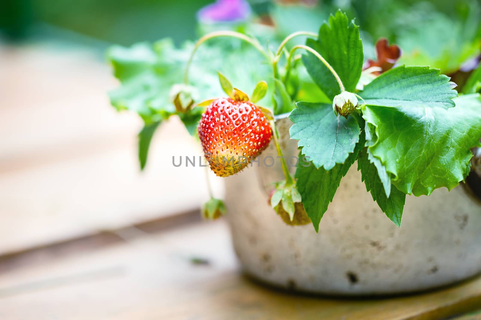 Bouquet of strawberries by supercat67