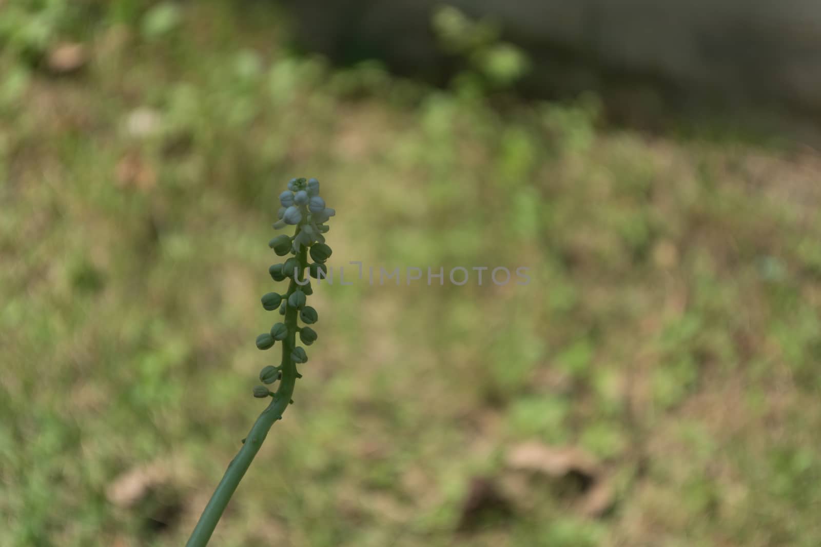 Close up of green wheat in a field