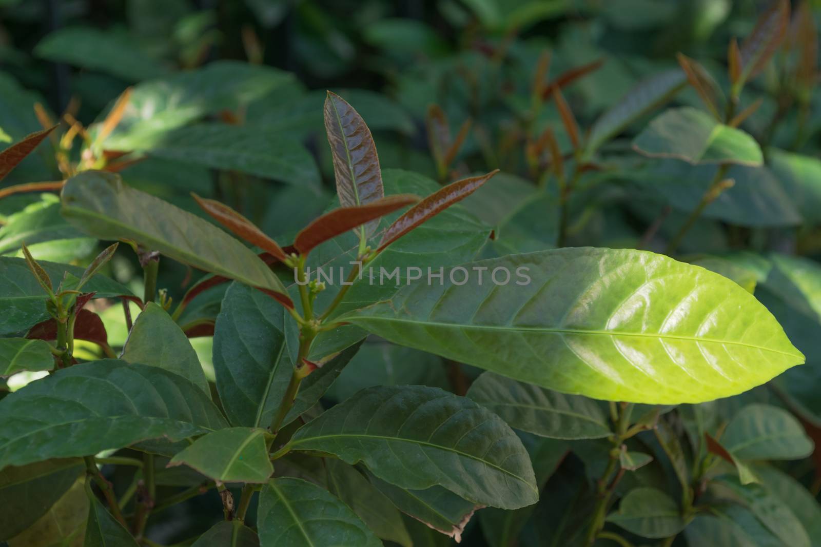 Cashew leaves with natural soft background
