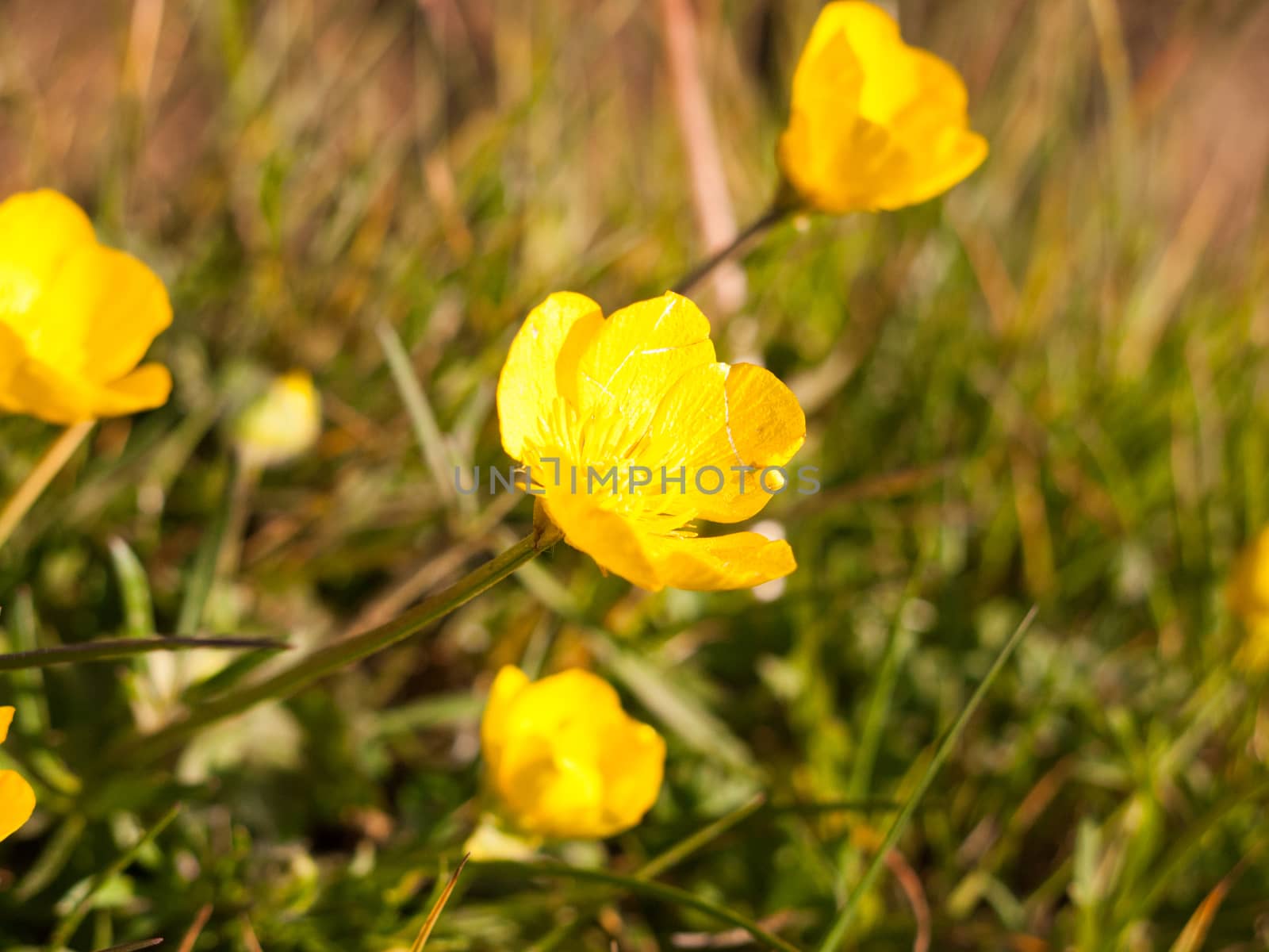 close up macro of a buttercup sprouting off its stem from the si by callumrc