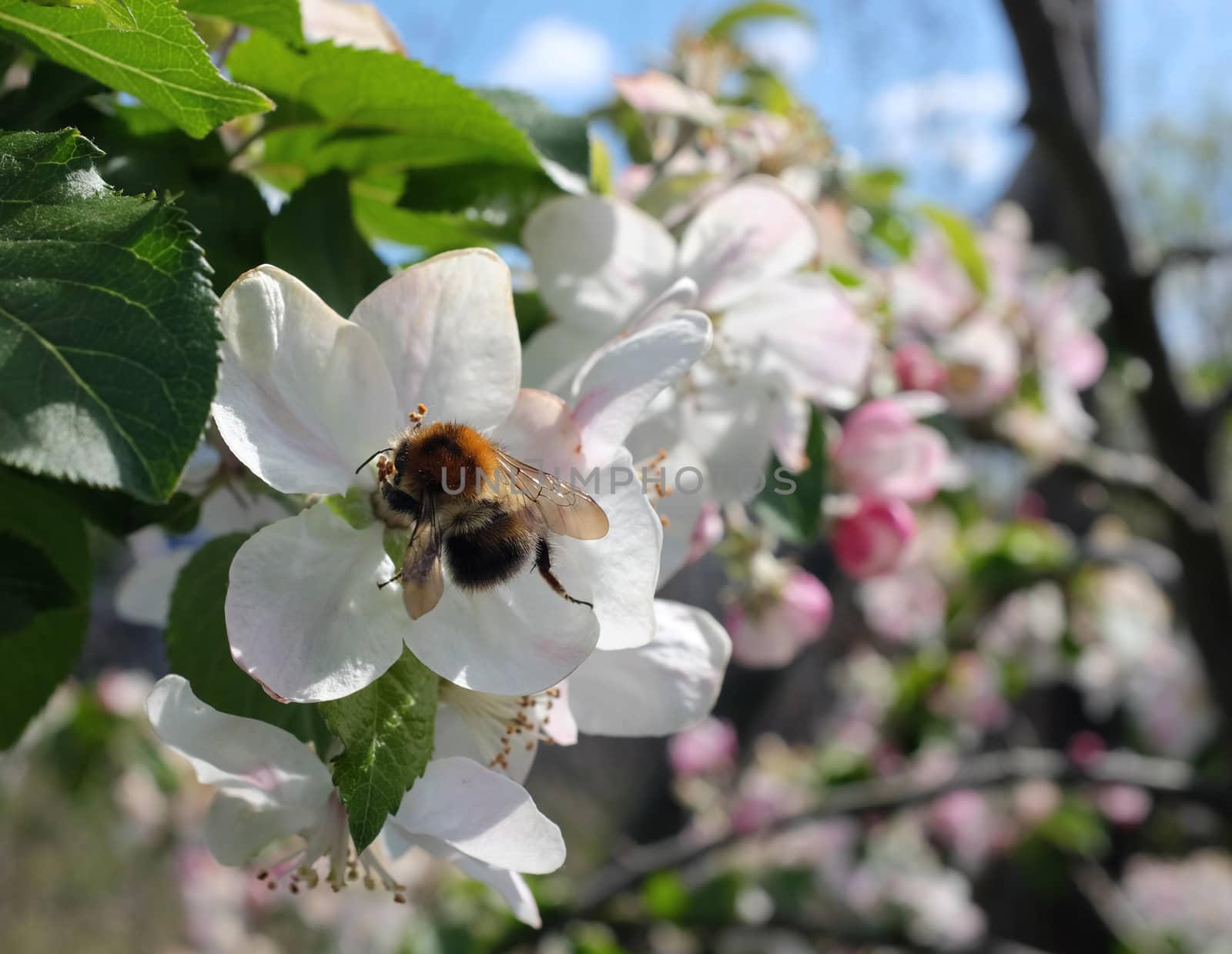 Close-up of tree bumblebee pollinating white apple blossom flowers