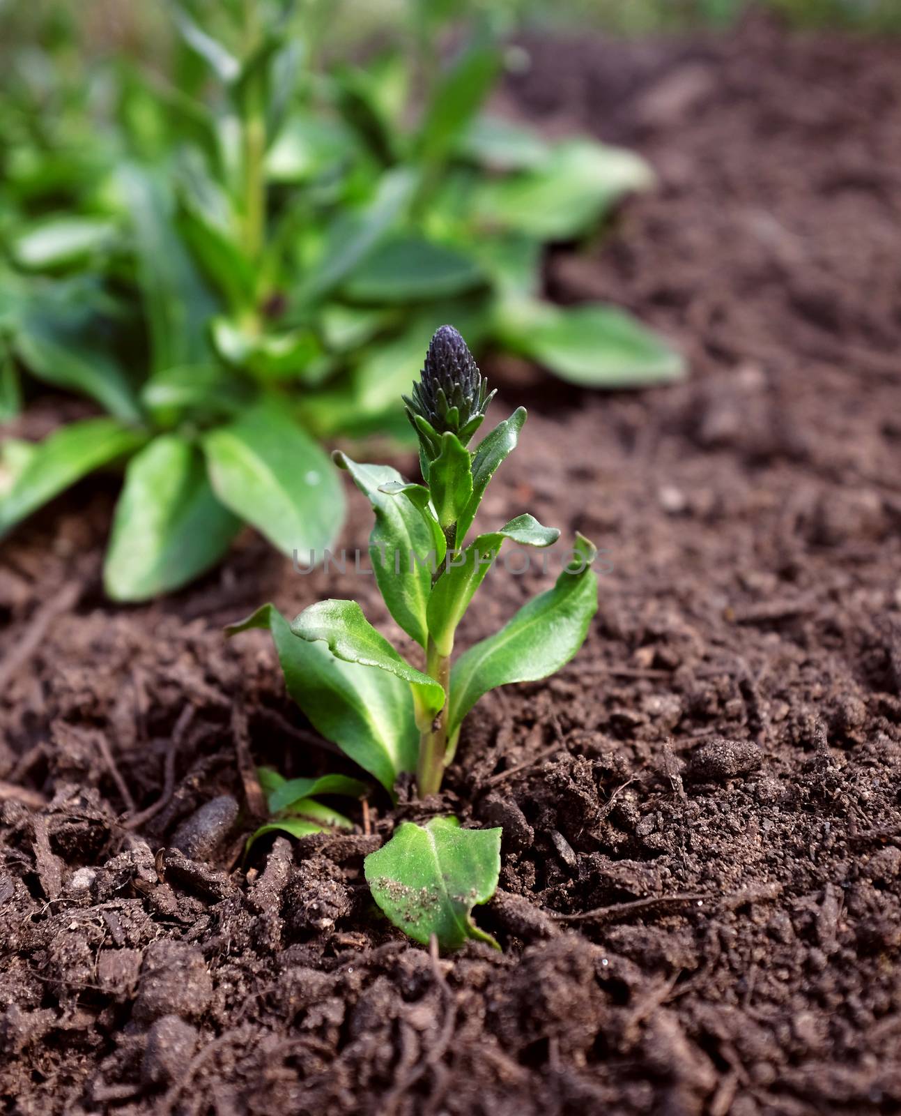 Mat-forming speedwell plant spreads in flower bed, growing new shoots 