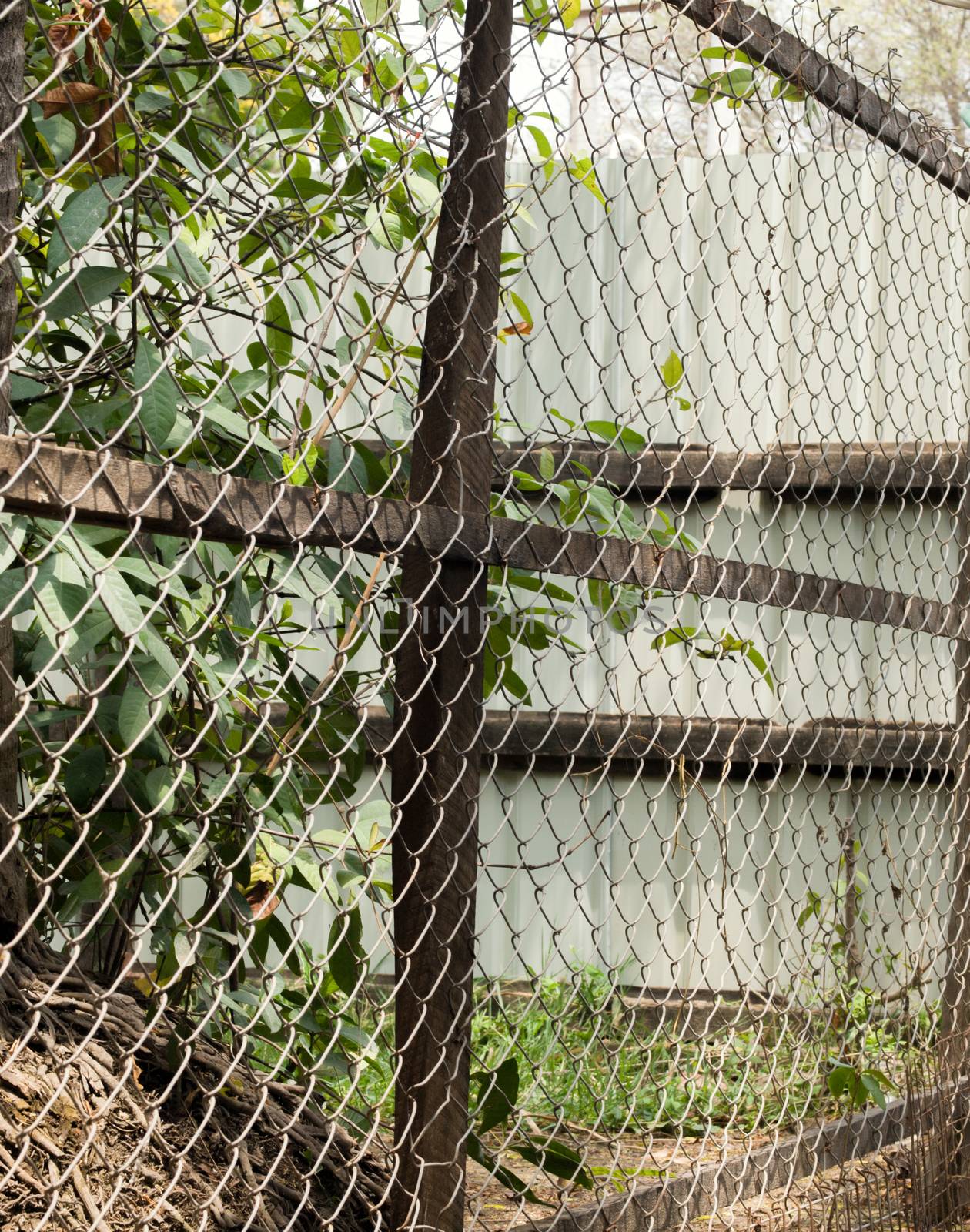 COLOR PHOTO OF CHAIN-LINK FENCE (ALSO REFERRED TO AS WIRE NETTING, WIRE-MESH FENCE, CHAIN-WIRE FENCE, CYCLONE FENCE, HURRICANE FENCE, OR DIAMOND-MESH FENCE)