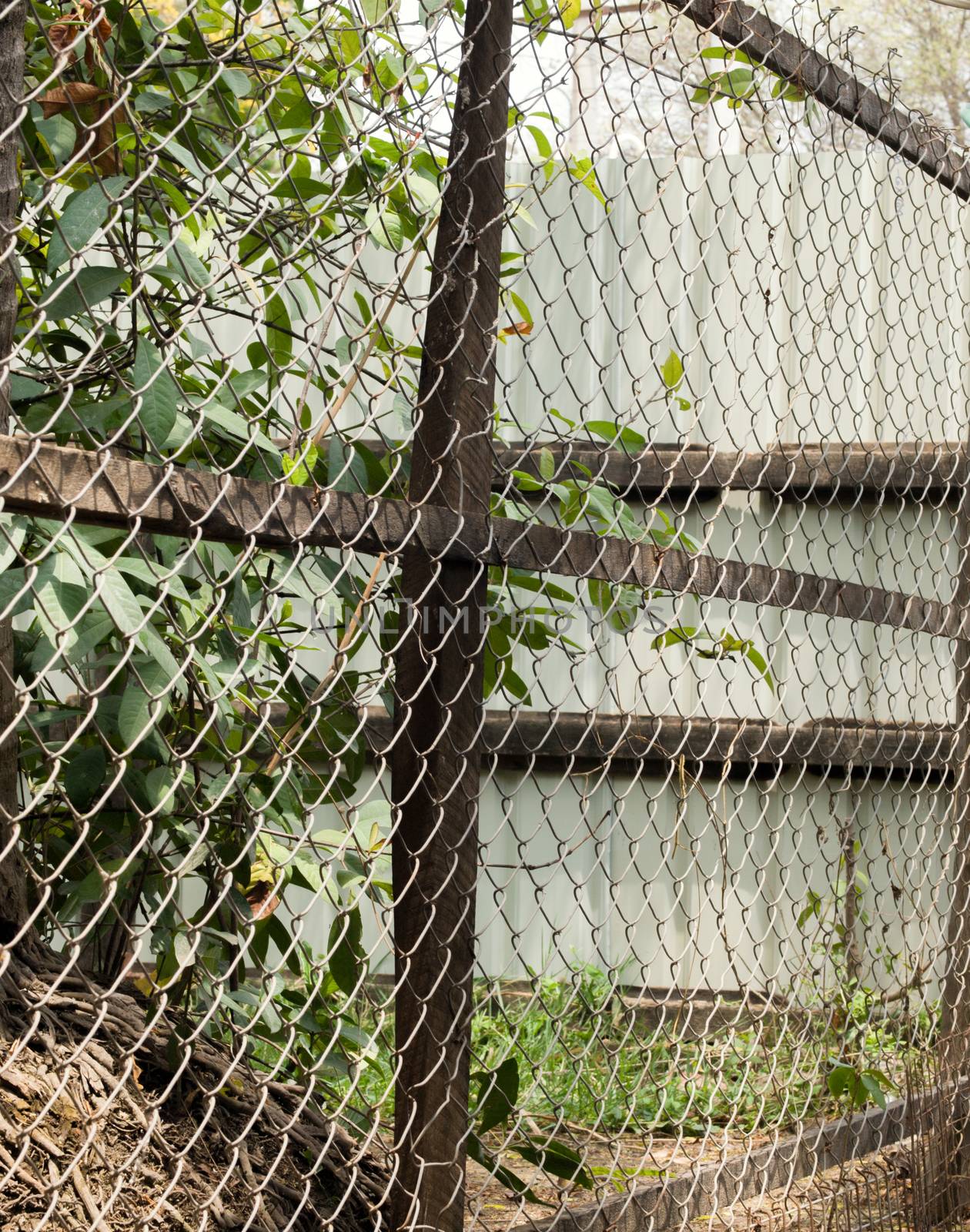 COLOR PHOTO OF CHAIN-LINK FENCE by PrettyTG