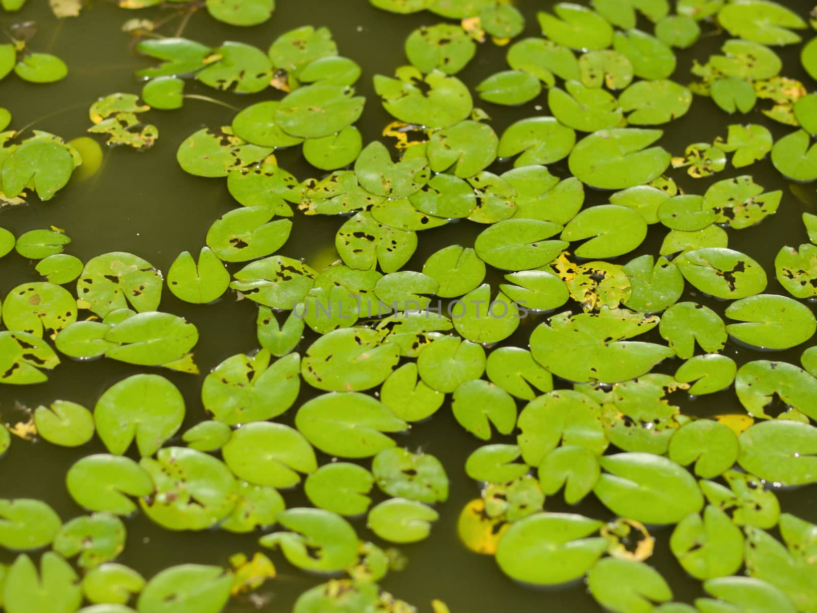 COLOR PHOTO OF LILY PADS IN STILL WATER