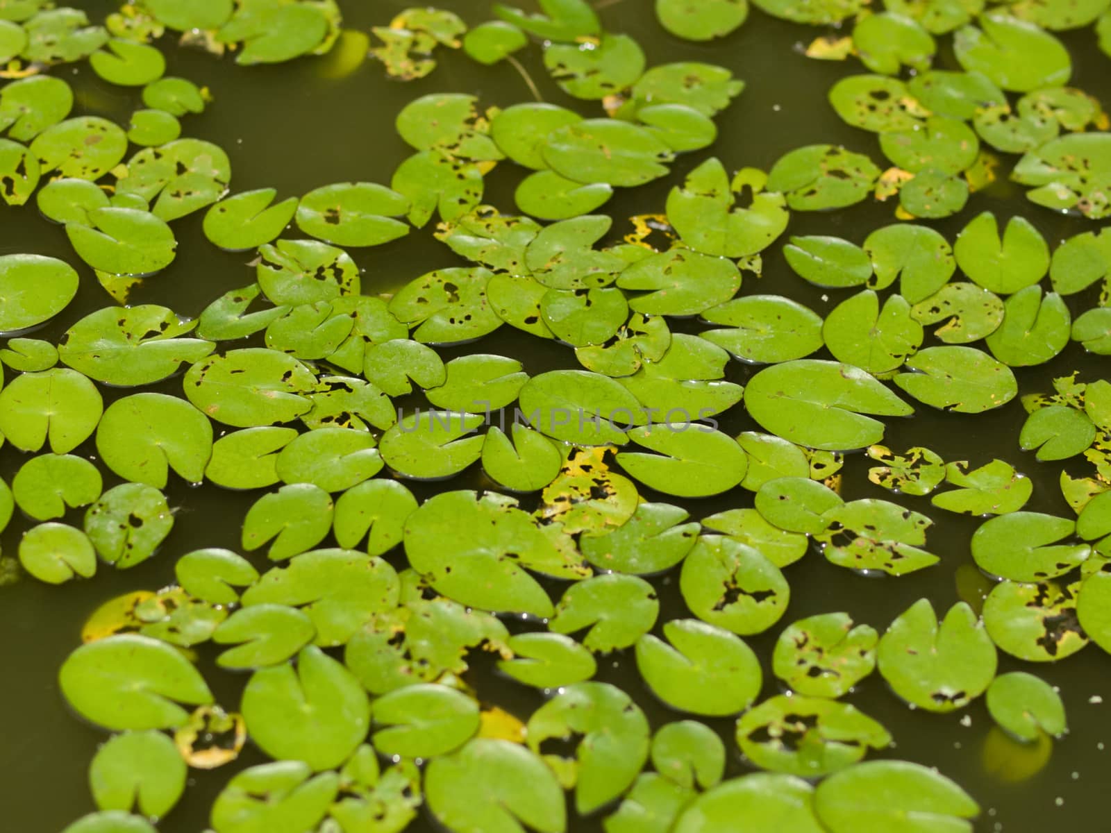 COLOR PHOTO OF LILY PADS IN STILL WATER