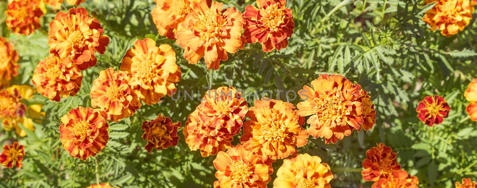 Panoramic marigold floral background by sherj