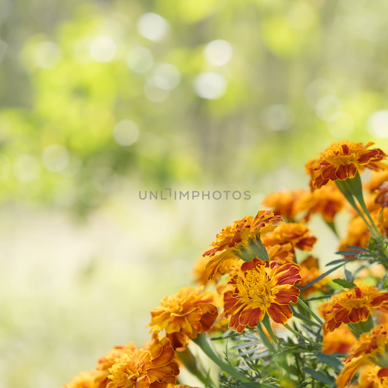 A square view of bright gold yellow and orange marigold flowers against sunny daylight bokeh background for greeting card