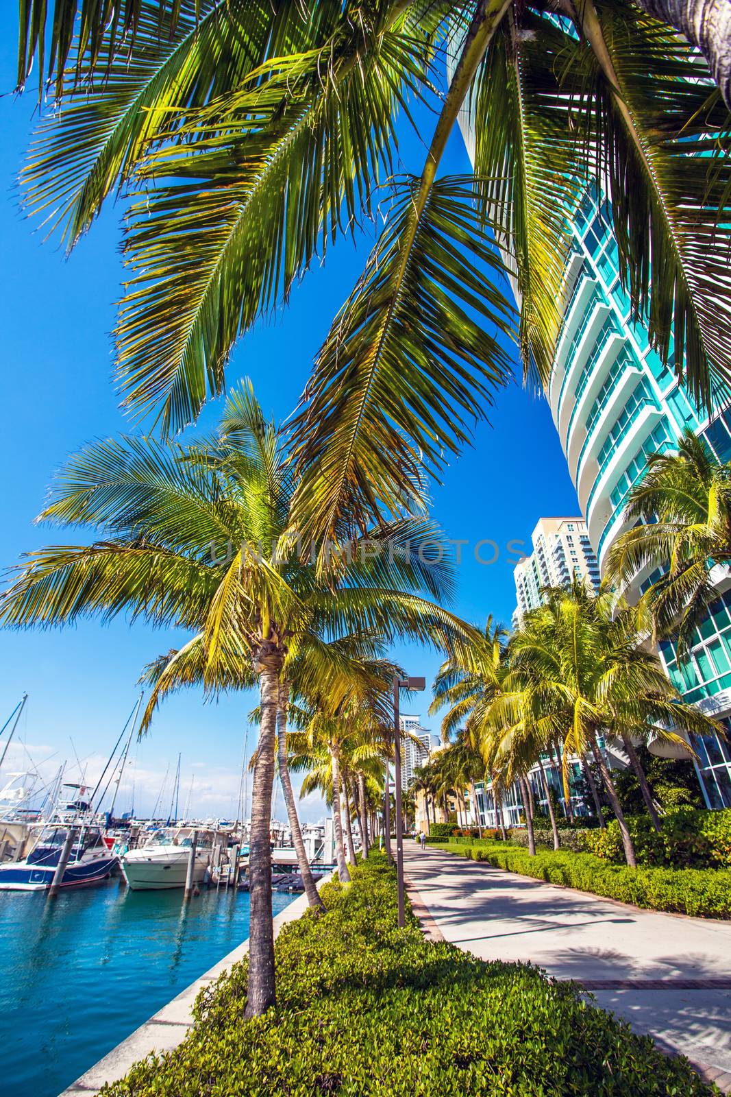 View of the marina in Miami Florida by Makeral