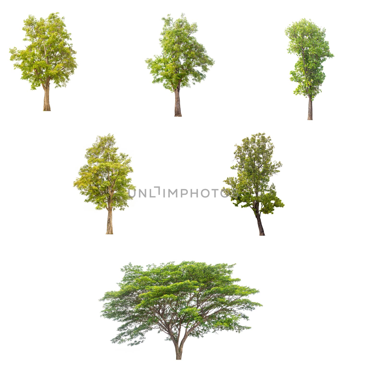 tree isolated,tree on white background,collections tree isolation.