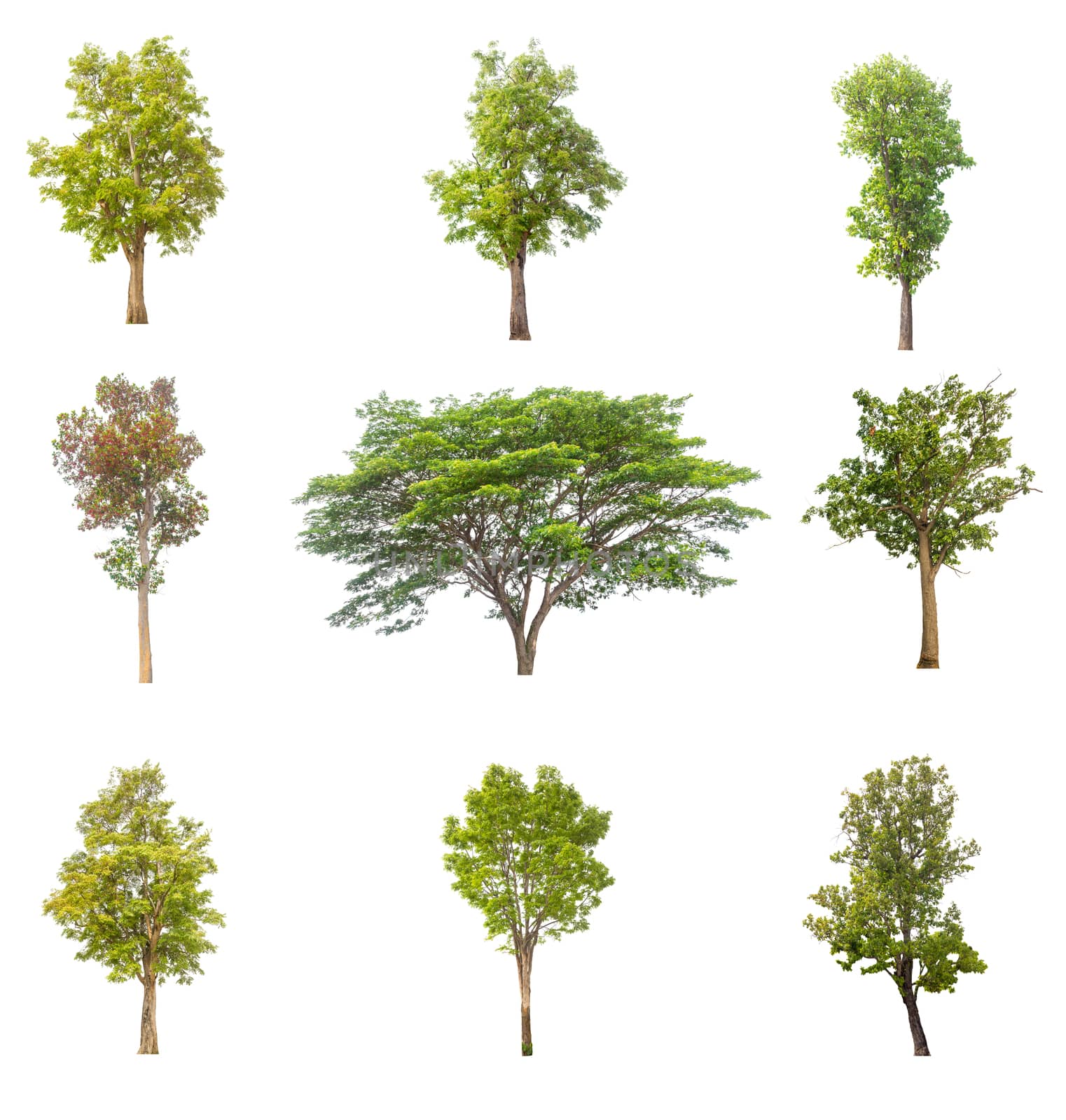 tree isolated,tree on white background,collections tree isolation.