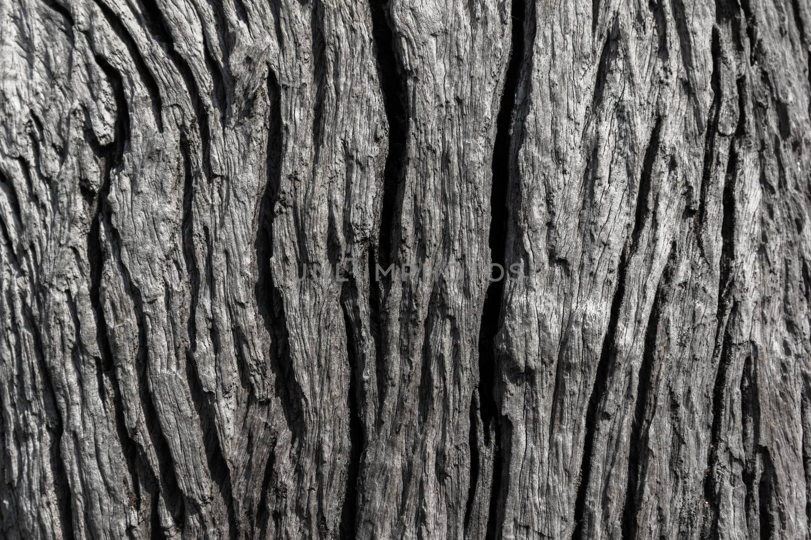 Old rough wood texture. Wooden texture. Wooden background. Tree texture. Tree background. Crack tree texture. Old tree texture. Old tree background. Exotic tree texture. Nature texture background.