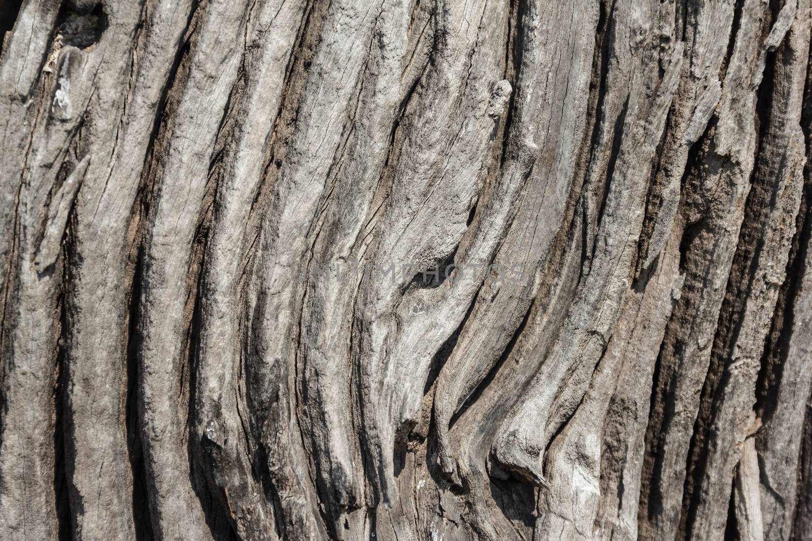 Old rough wood texture. Wooden texture. Wooden background. Tree texture. Tree background. Crack tree texture. Old tree texture. Old tree background. Exotic tree texture. Nature texture background.