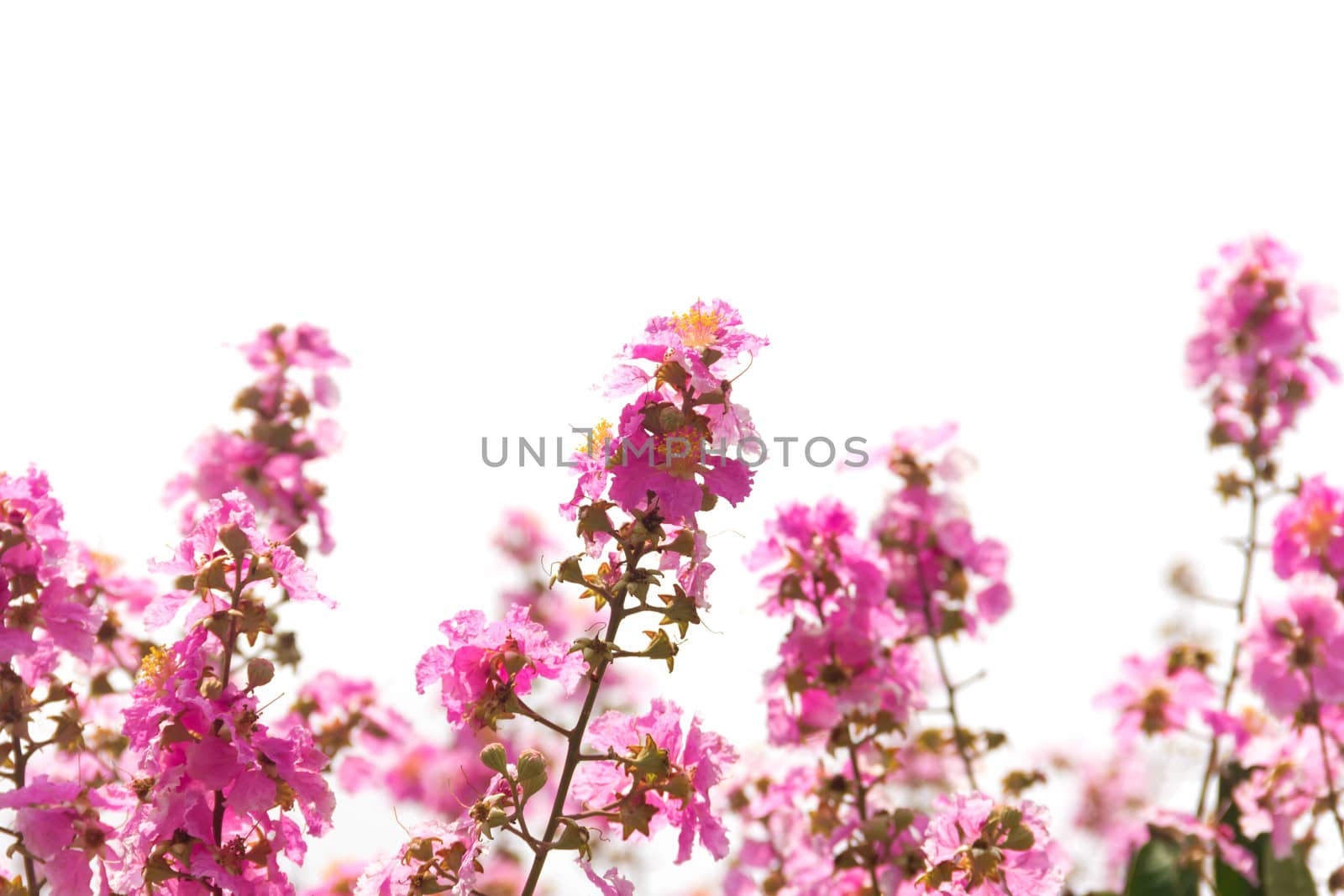flower isolated. cherry or prunus cerasoides sakura flower by rangersmith
