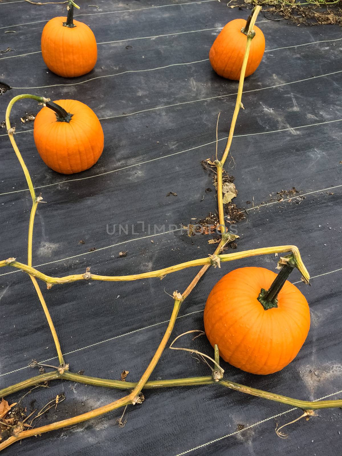 Vegetable patch with ripe orange pumpkins. Autumn garden.