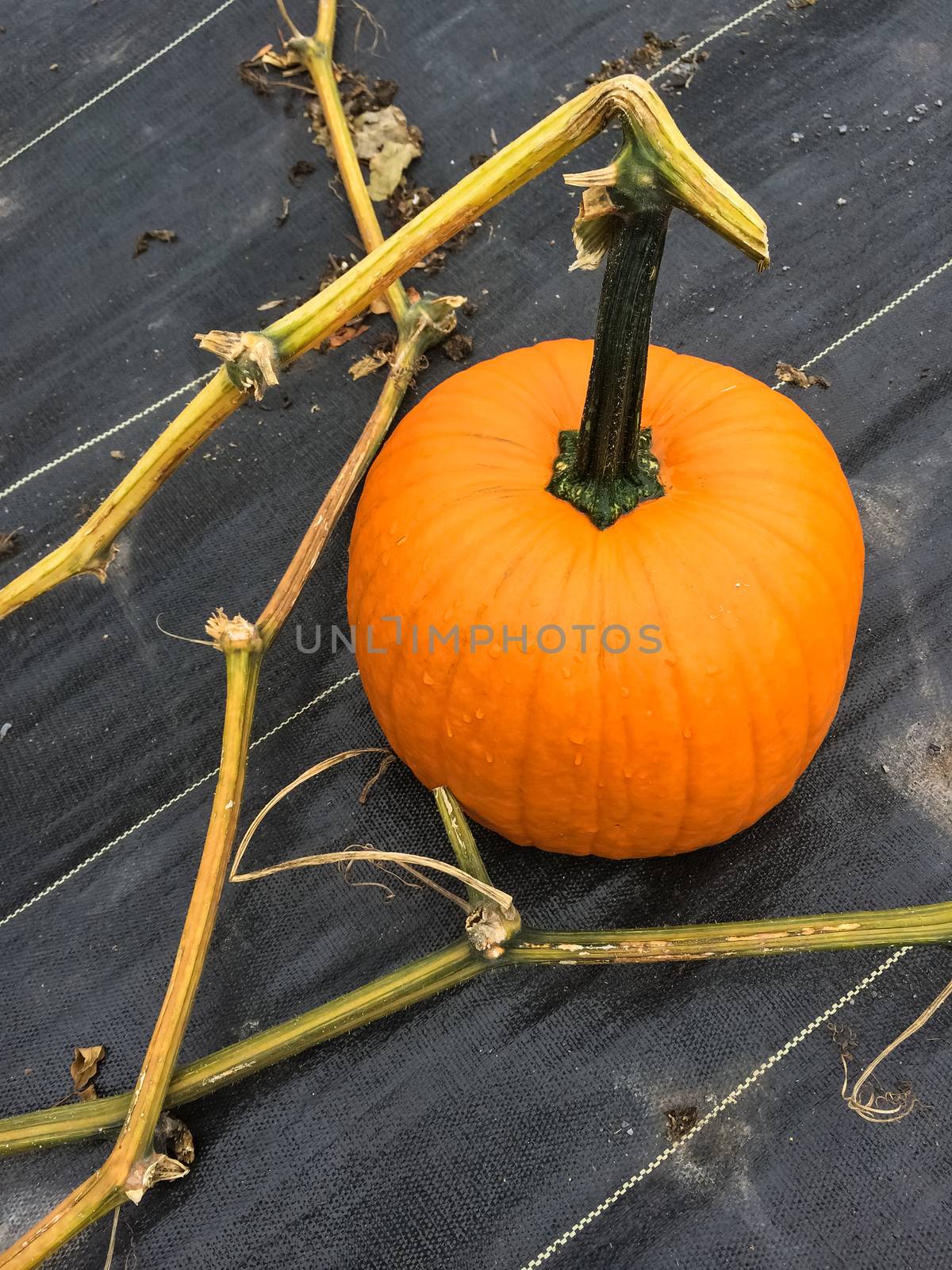 Orange pumpkin in autumn garden by anikasalsera