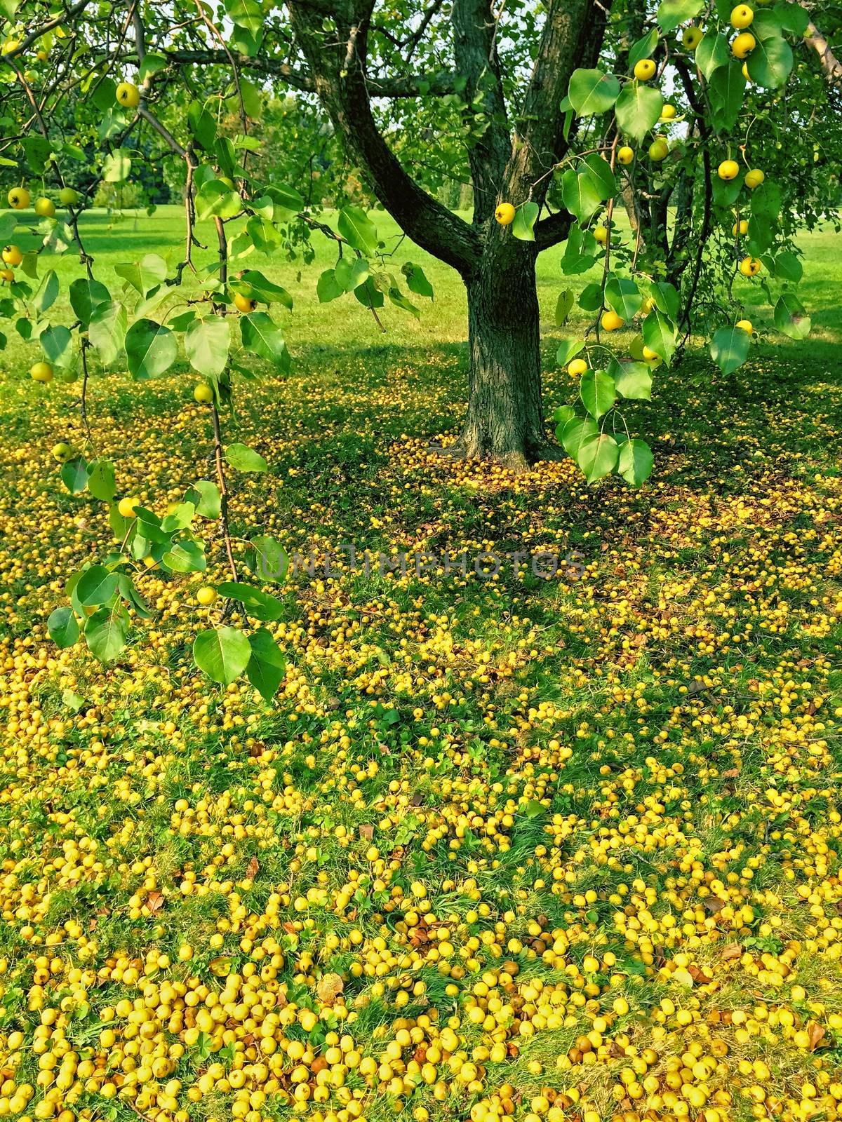 Fallen apples under an apple tree. Autumn season.