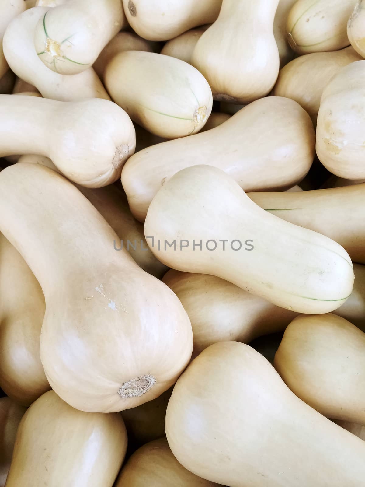 White Butternut squash at the autumn market.