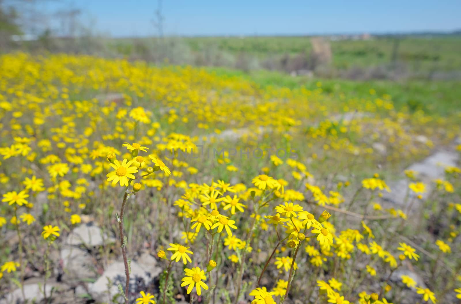 Yellow Ragwort flowers  by jordachelr