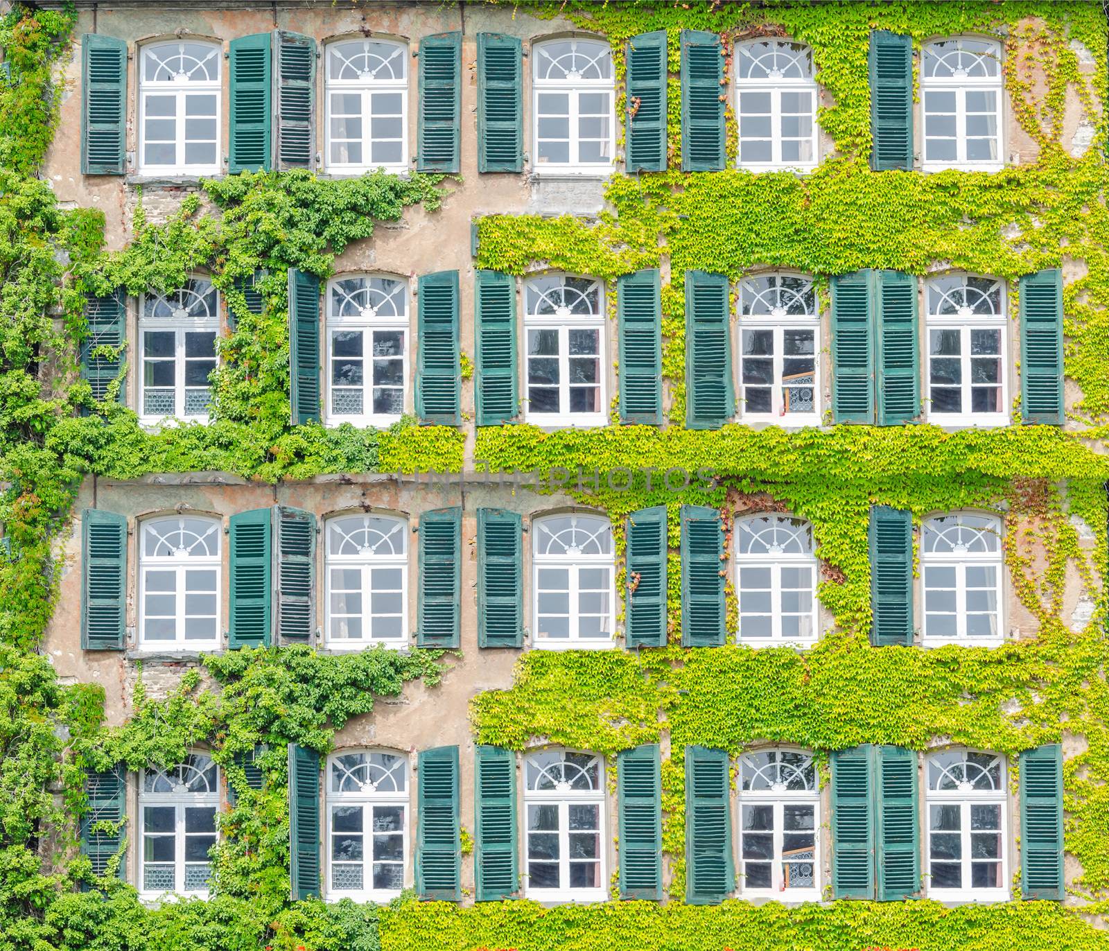 Building front with ivy overgrown. Natural thermal insulation and air conditioning.