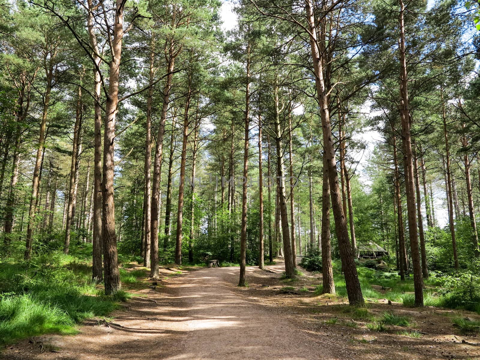A forest of pines trees with a path at Moors Valley Country Park