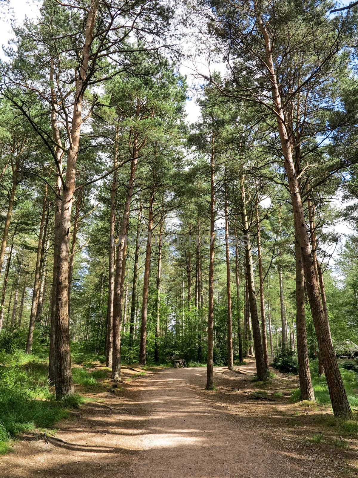 A forest of pines trees with a path at Moors Valley Country Park