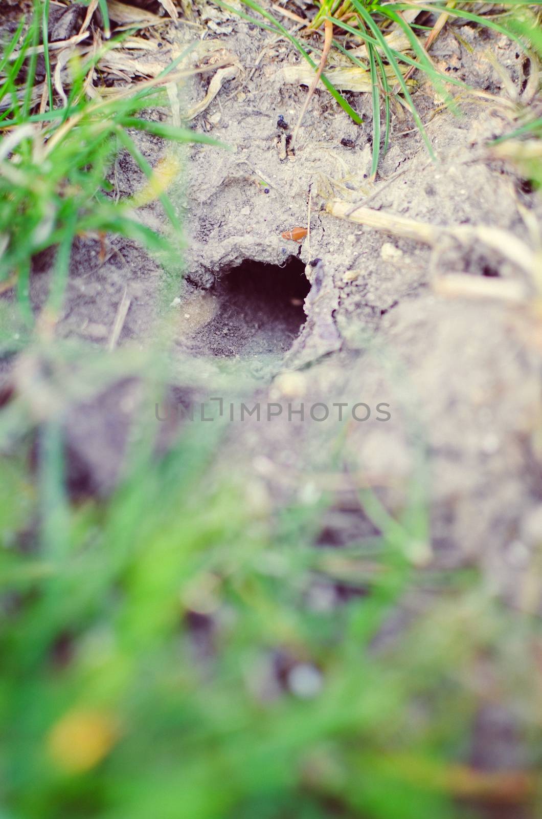 an unknown animal or grid bug home underground on a hillside covered with grass outside