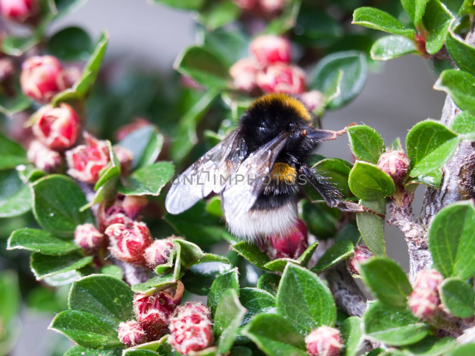 close up of a bumblebee collecting pollen for honey