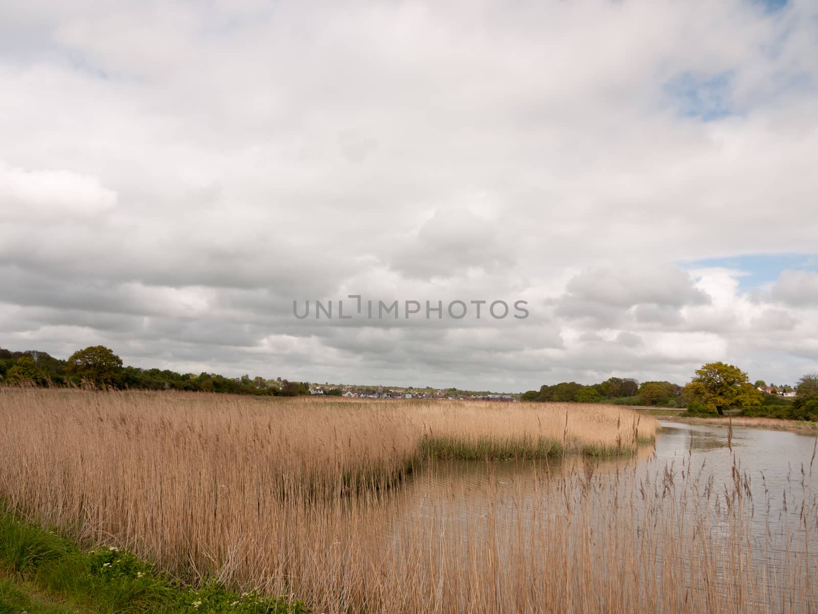 reeds outside in a line next to a lake on a cloudy spring day