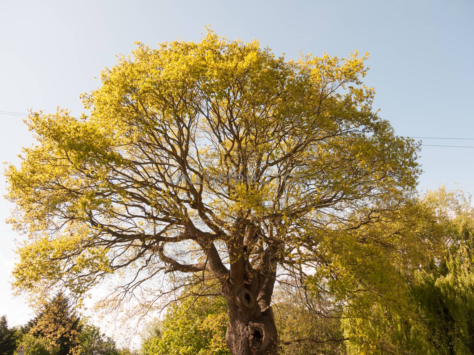 a gorgeous and massive oak tree outside on a sunny day with plenty of leaves