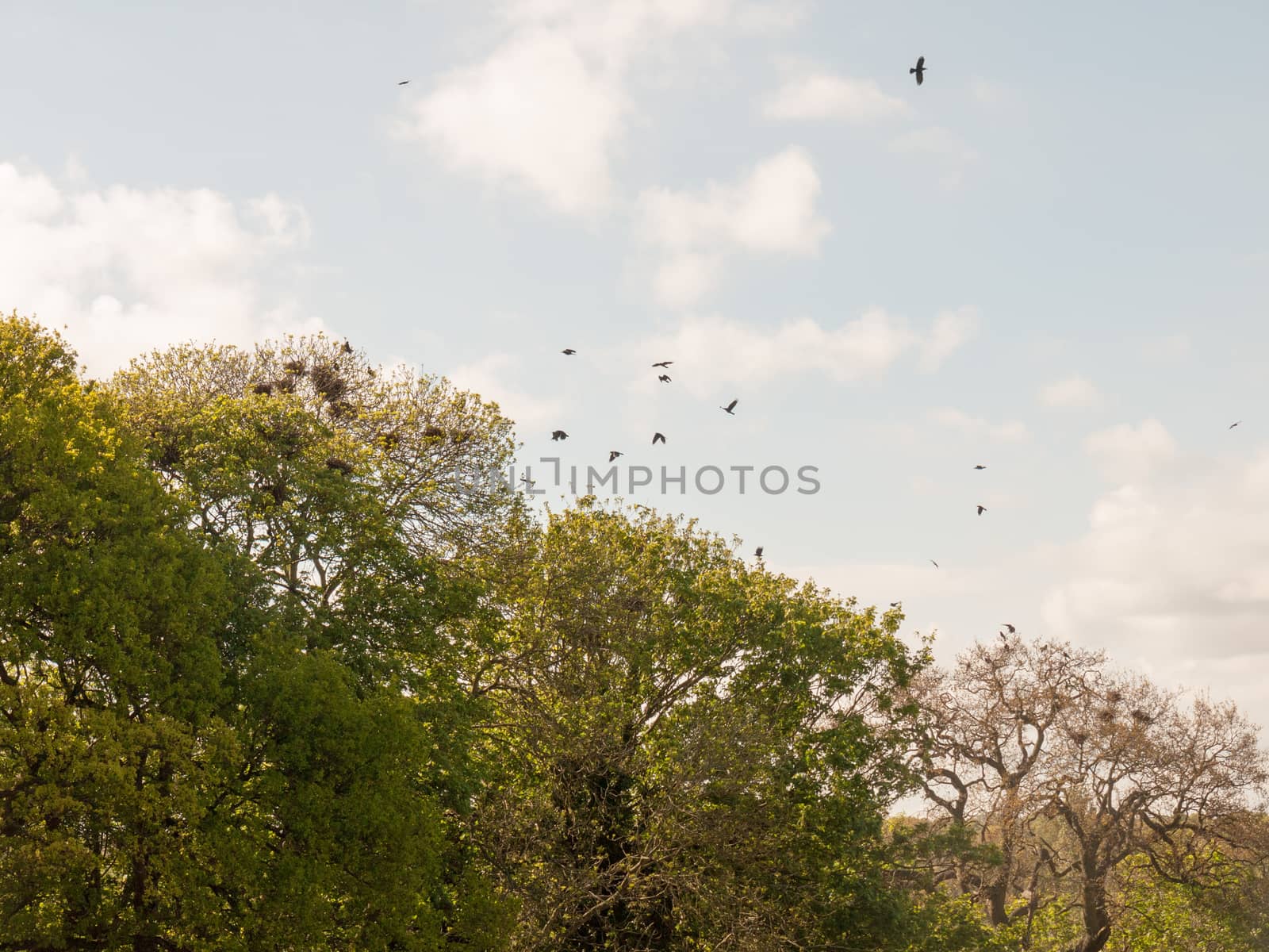 skyline shot of trees with crow nests and crows flying rookery