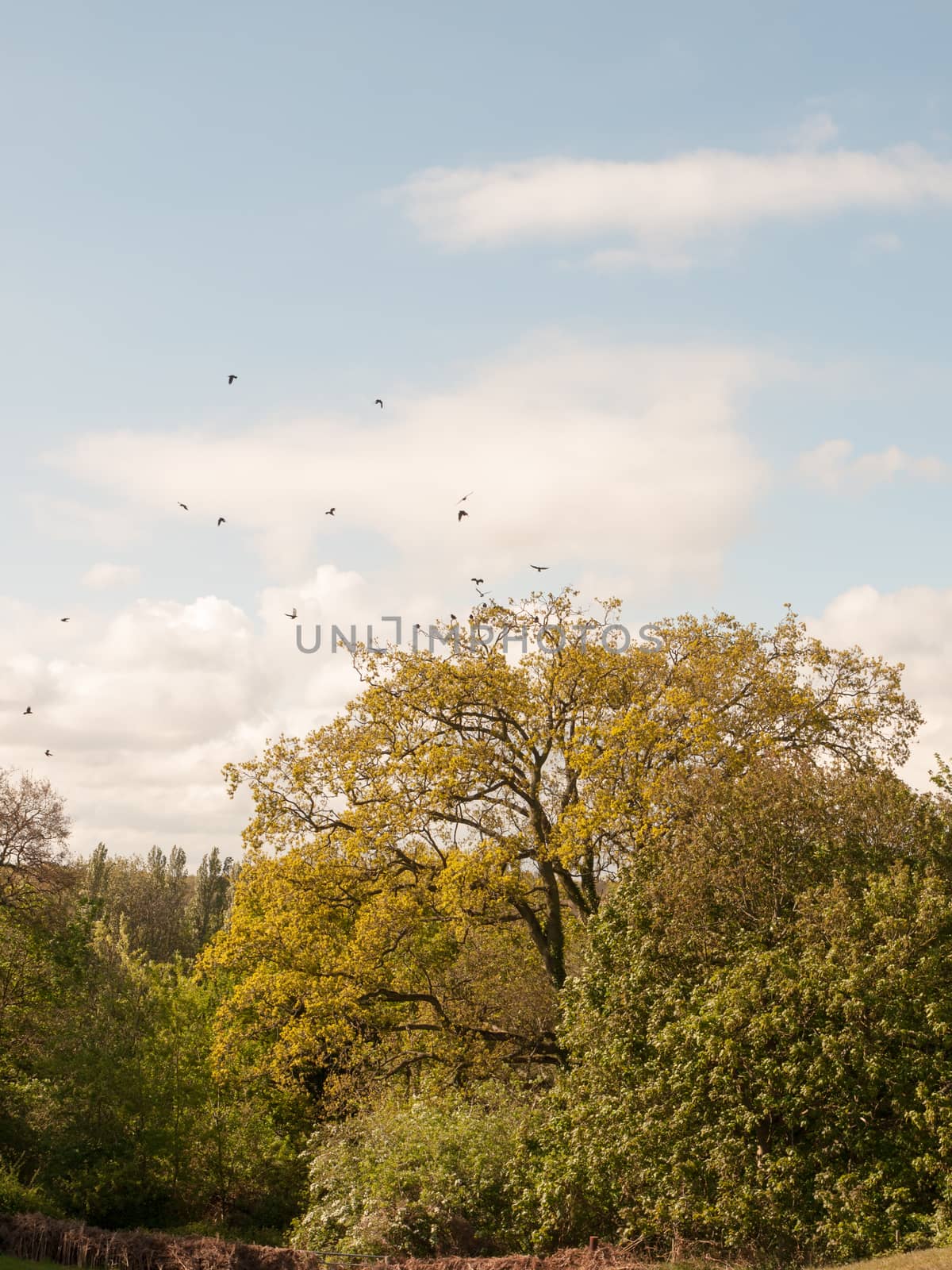 a rookery with crows outside flying and nests in trees on a sunny day