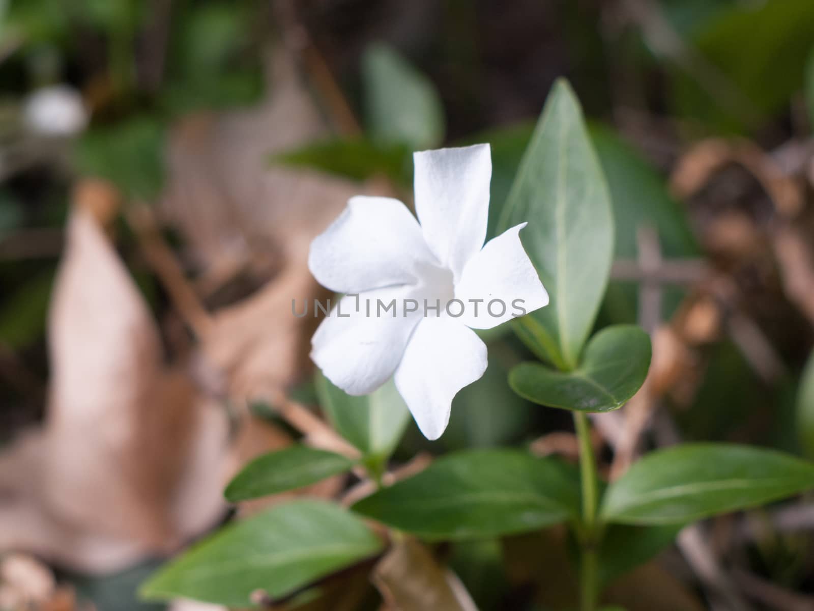 a white beautiful single flower in spring macro