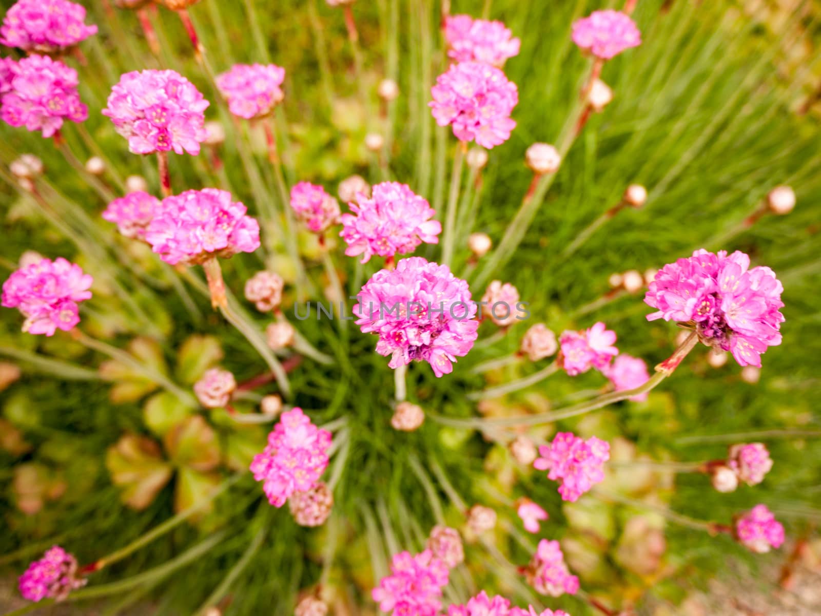 small pink flower heads poking up in a swirl many