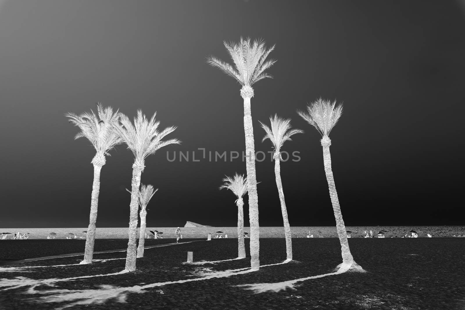 Group of palm trees on Benidorm beach with Mediterranean Sea on horizon Spain