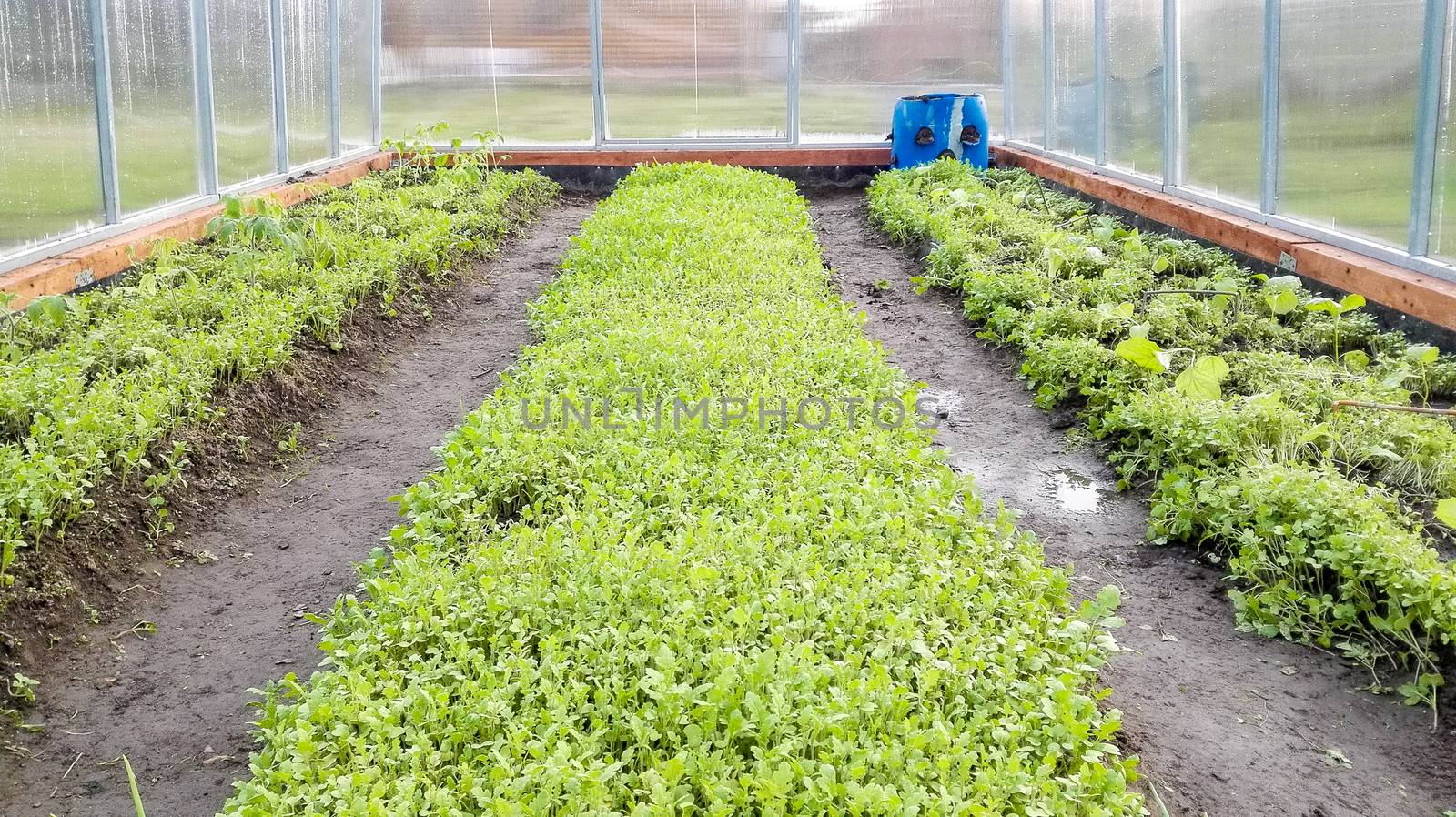 Seedling growing in a large greenhouse in the spring