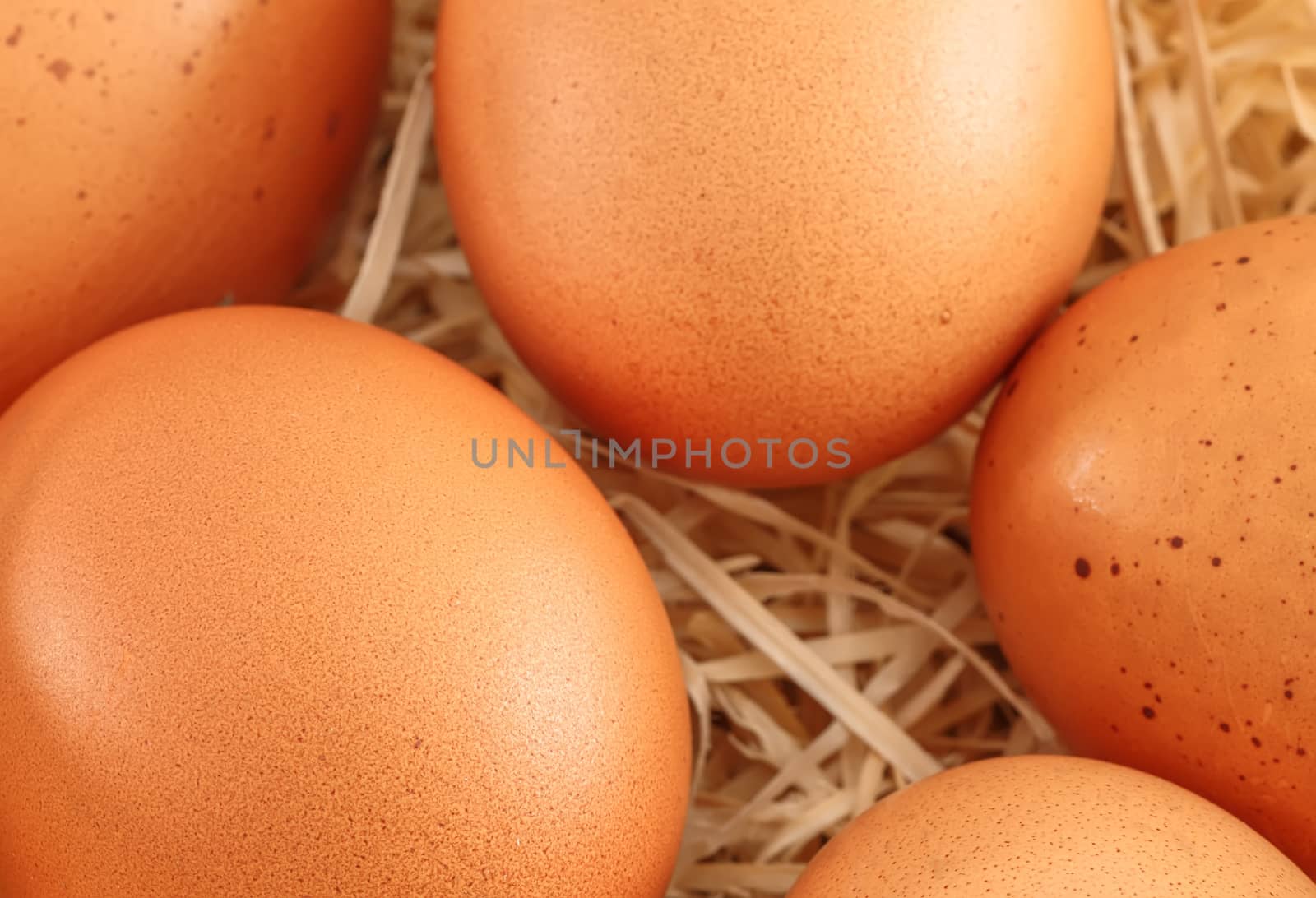 closeup on fresh eggs in a nest by pixinoo