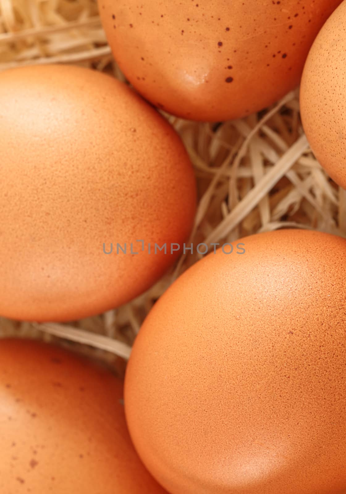 closeup on fresh eggs in a nest