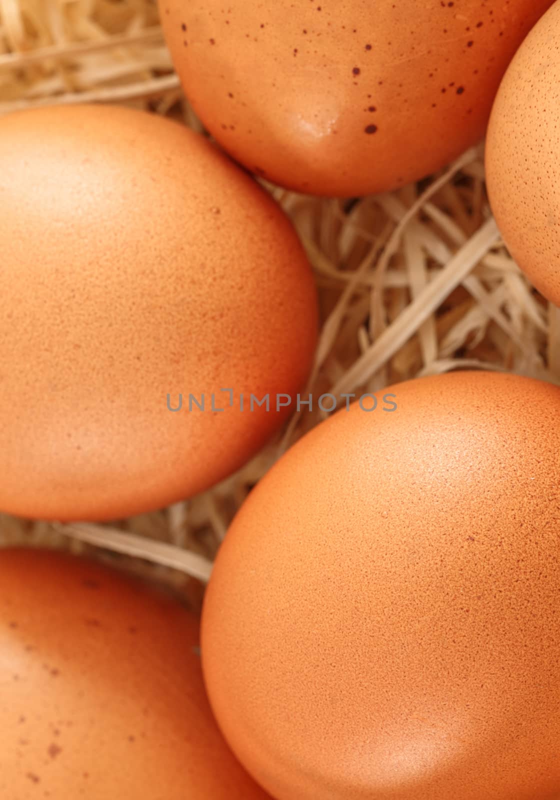 closeup on fresh eggs in a nest by pixinoo